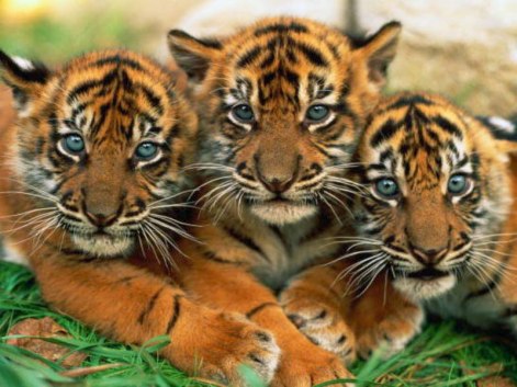 Endangered Royal Bengal Tiger cubs in Bangladesh (Source: Internet)