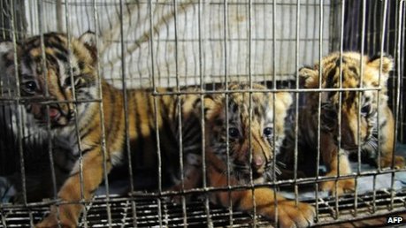 Three tiger cubs, recovered from smugglers kept at a fence in Dhaka (Source: Internet)