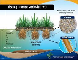Water purification system through floating wetland