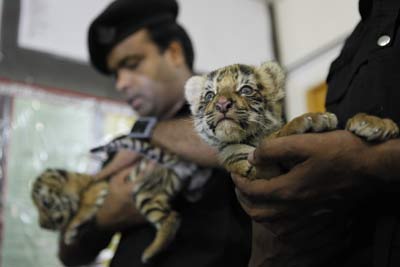 Elite force Rapid Action Battalion officials displaying recovered cubs at a press conference in Dhaka, Bangladesh (Source: Internet)
